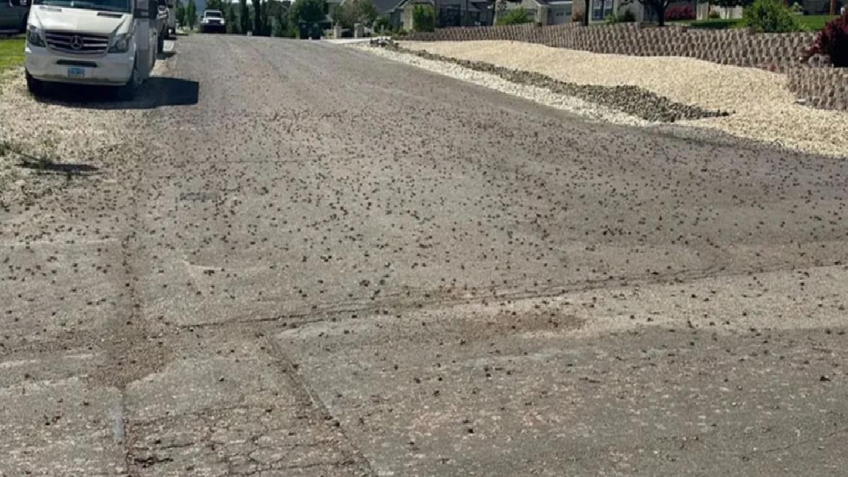 ABD’de böcekler, Utah eyaletini istila etti