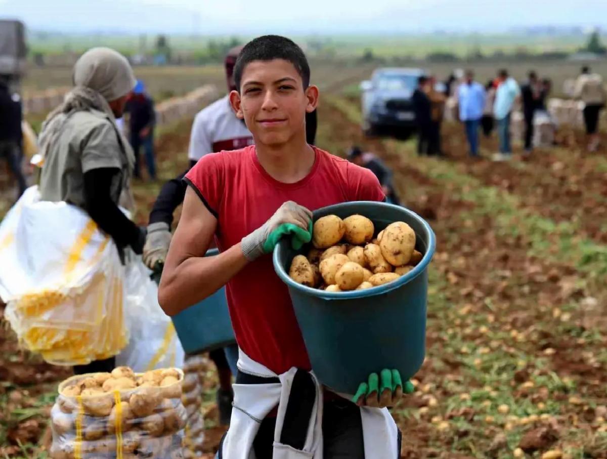 Adana’da Erkenci Patates Hasadı Başladı