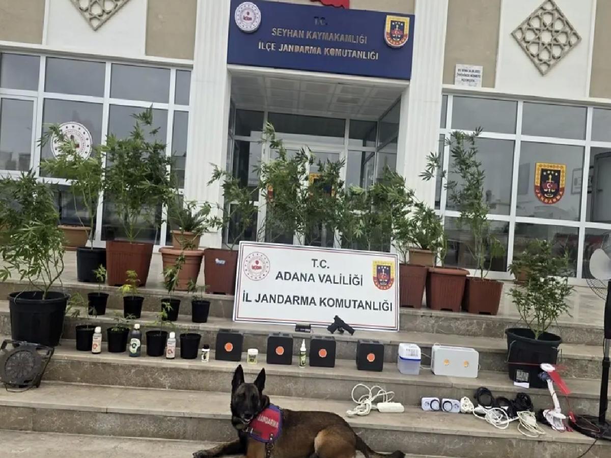 Adana’da Kenevir Yetiştiren 4 Zanlı Gözaltında
