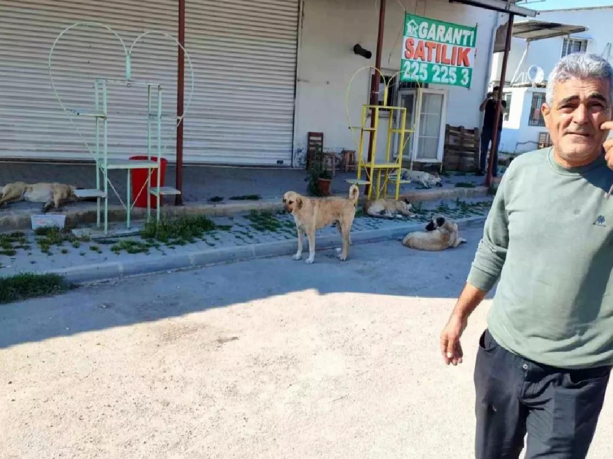 Adana’da Sokak Köpekleri Tehlike Saçıyor: Vatandaşlar Belediyeye Başvurdu