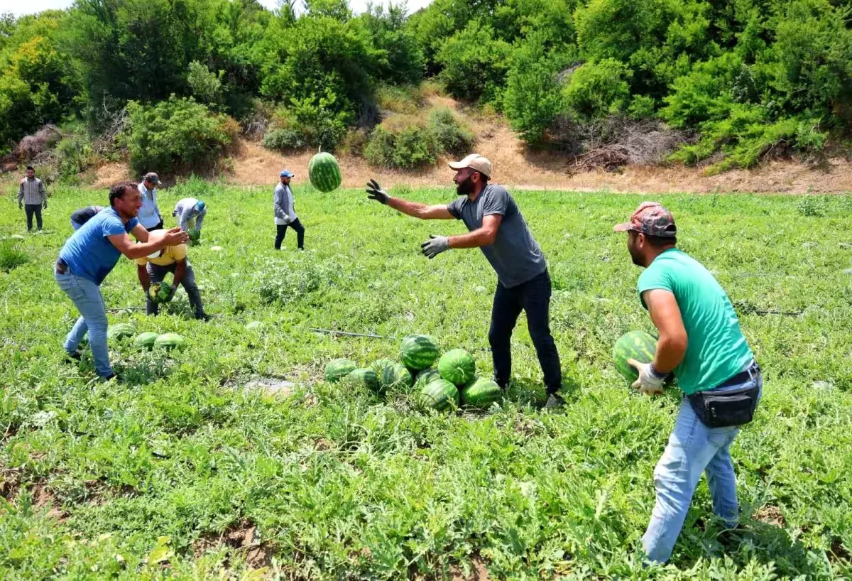 Adana’da Turfanda Karpuz Hasadı Başladı