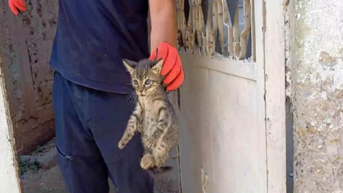 Adana’da Yavru Kedi Kurtarıldı