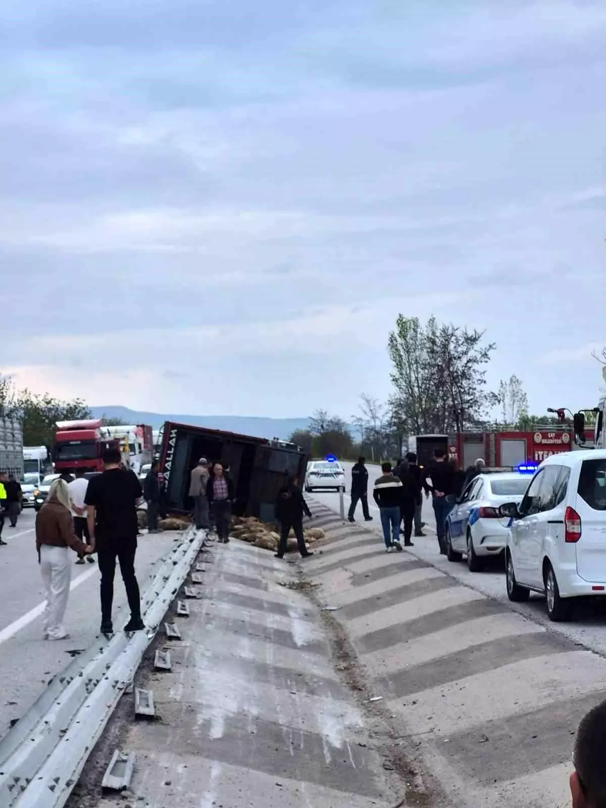 Afyonkarahisar’da Kamyon Devrildi, 53 Küçükbaş Hayvan Telef Oldu