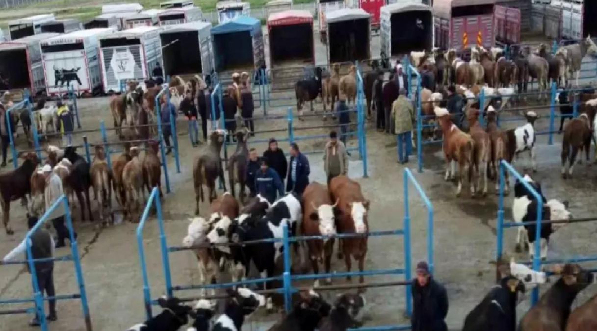 Afyonkarahisar’da Kurbanlık Fiyatları Artıyor
