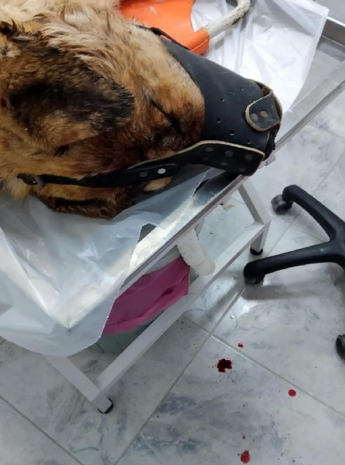 Ağın’da Köpeği Vuran Kişi Kendini Savundu