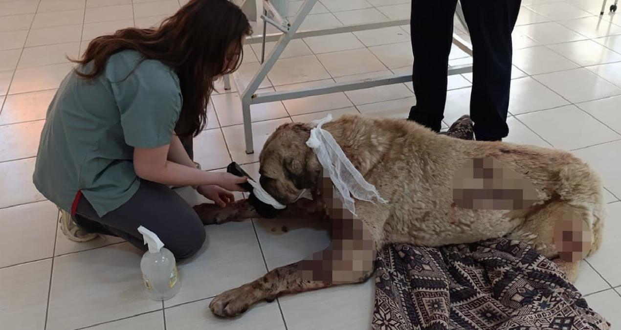 Aksaray’da vahşet! Çiftlik köpeklerine tüfekle saldırı