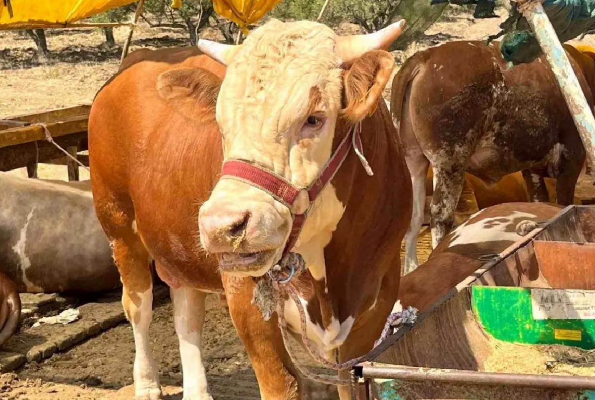 Aliağa’da Kurban Kesim Fiyatları Açıklandı