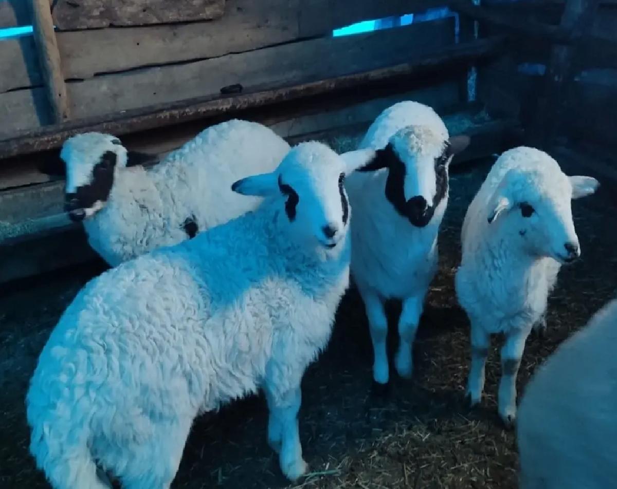 Alucra’da Hayvan Aşılama ve Küpeleme Tamamlandı