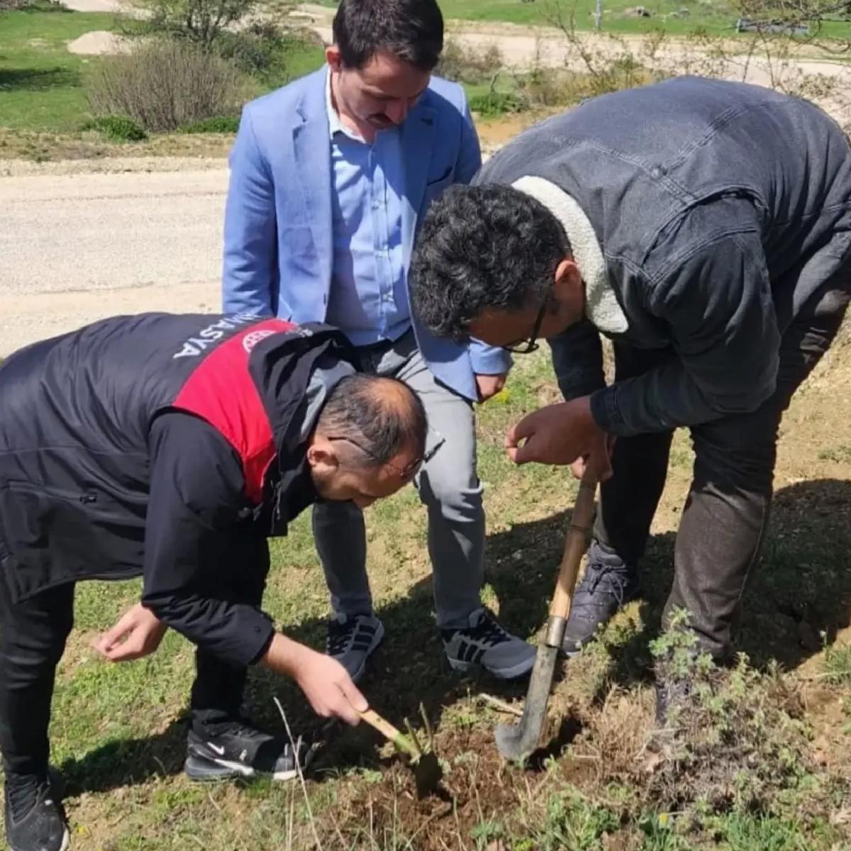 Amasya’da Süne Zararına Mücadele