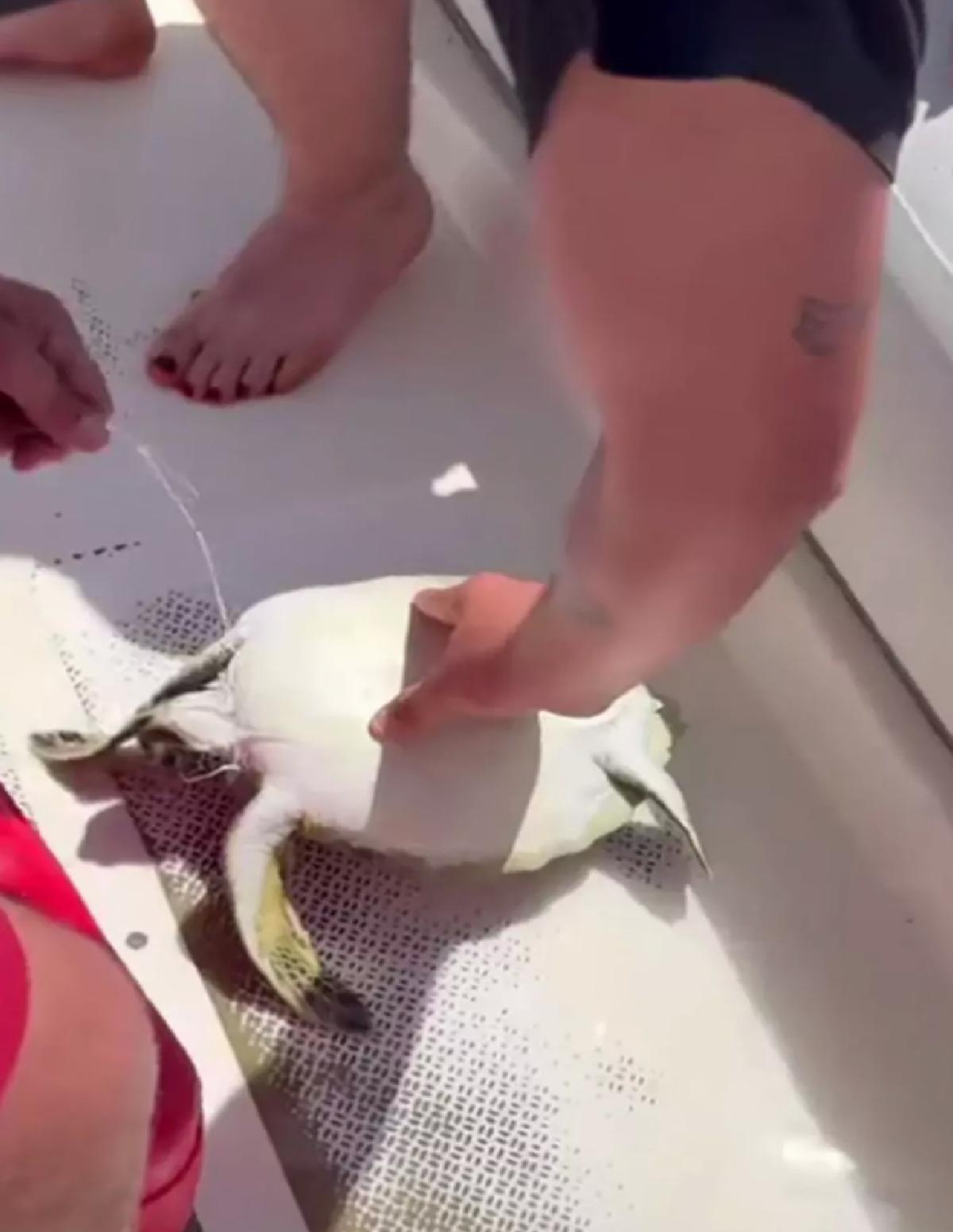 Amatör Balıkçılar Yavru Kaplumbağayı Kurtardı