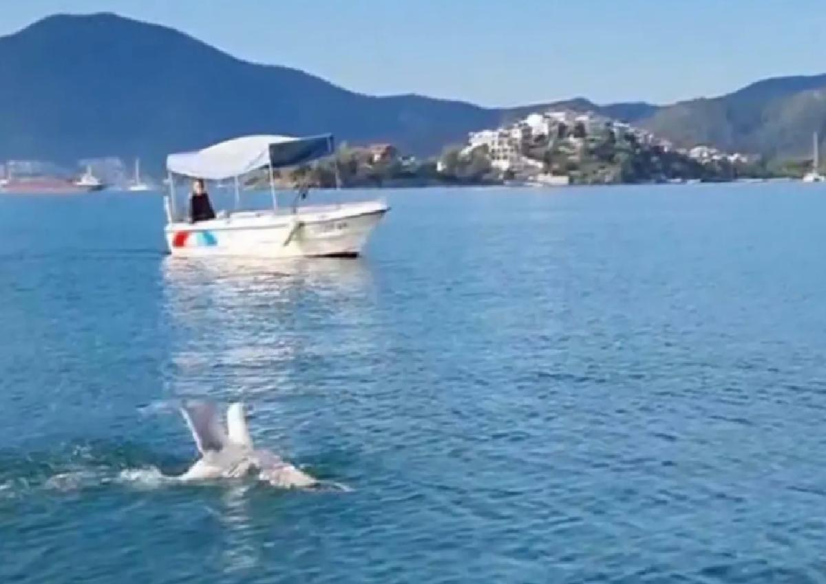 Amatör Balıkçının Martı Kurtuluşu