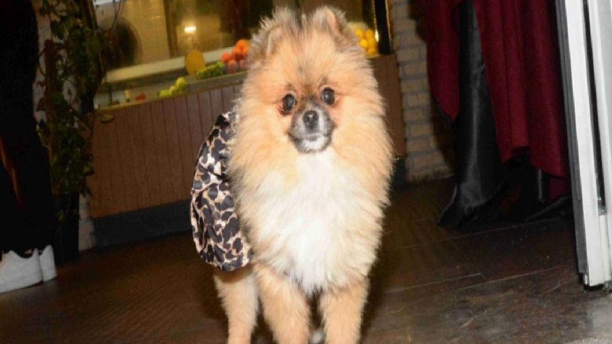 Antalya’da güzellik yarışması birincisi köpek kayboldu