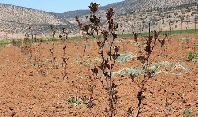 Antalya’da tarımsal sulama projeleriyle tersine göç hızlandı