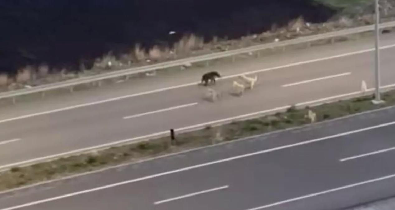 Ardahan’da Bozayı Halı Sahaya Girdi