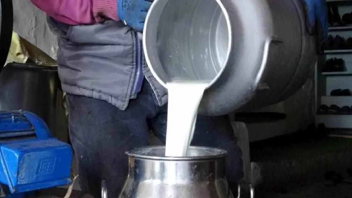 Ardahan’da Süt Üreticileri Krizde