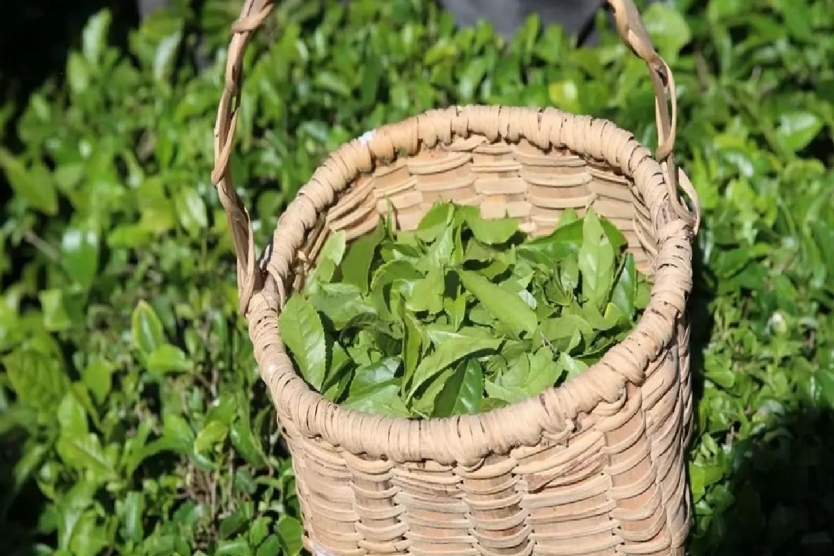 Artvin’de Çay Hasadı Etkinliği