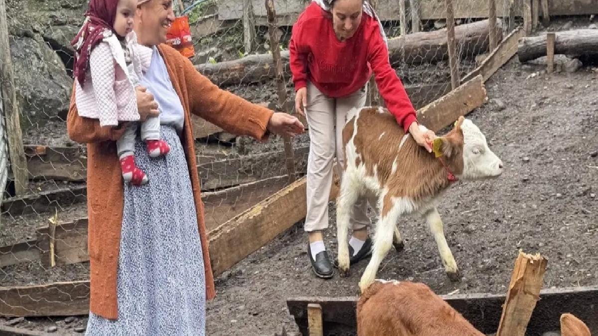 Artvin’de İnek Dördüz Doğurdu