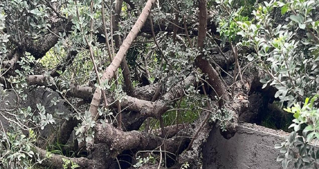 Asırlık ağaçlar villaya kurban gitti