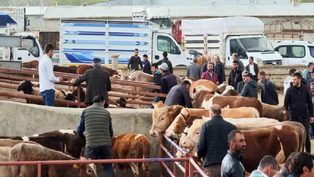 Aşkale’de Kurbanlıklar Görücüye Çıktı