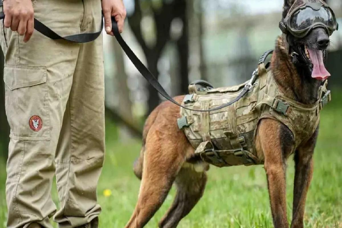 Askeri Köpekler Eğitiliyor