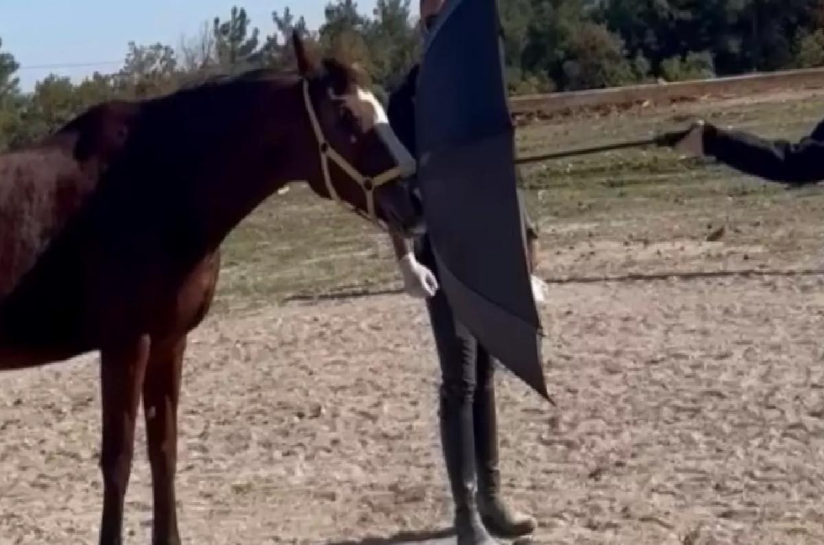 At Eğitimi İçin Yeni Yöntem: Clicker