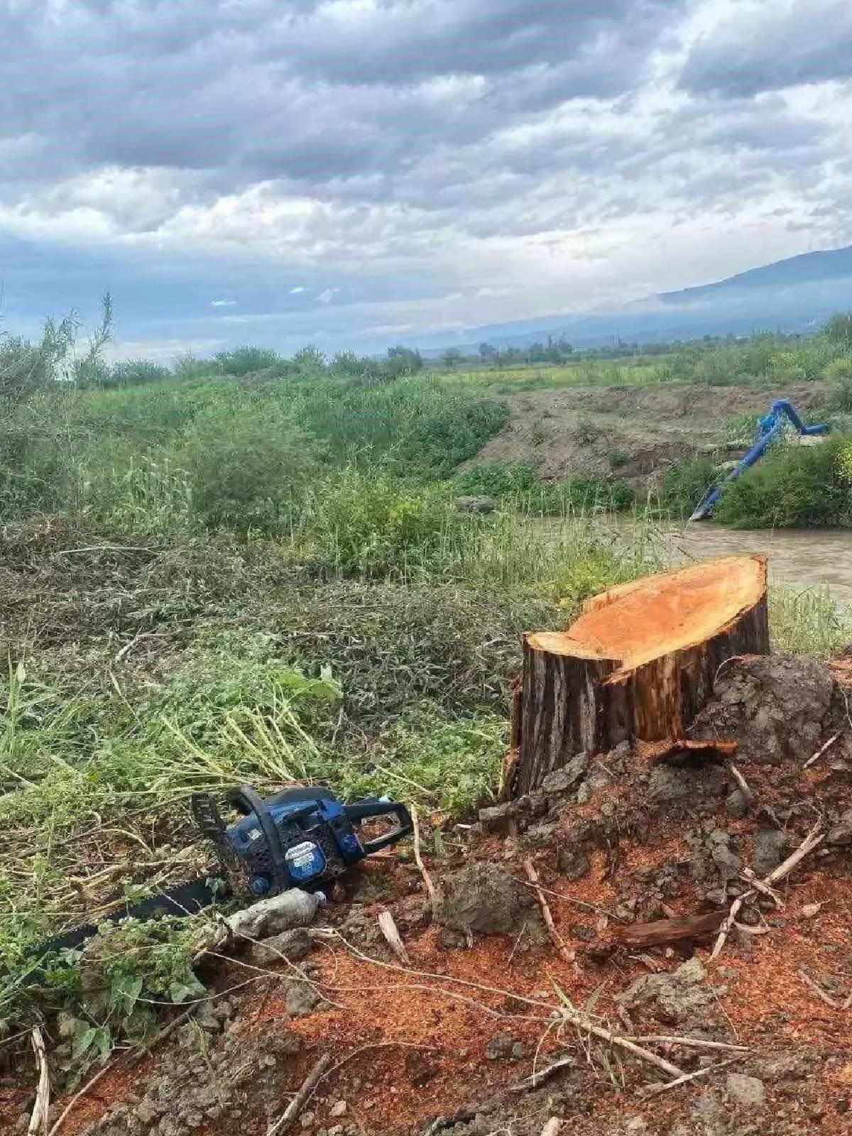 Aydın’da Kamuya Ait Ağaçları Kesme Skandalı