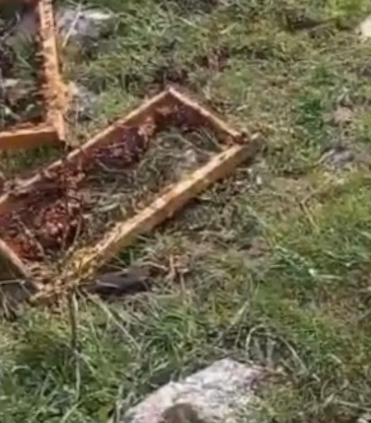 Ayı Arı Kovanlarını Parçaladı