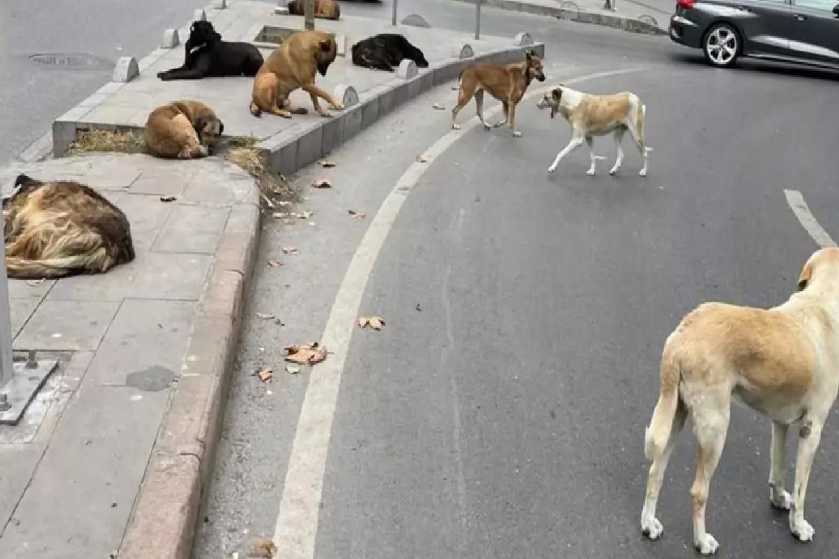 AYM’den Sokak Hayvanları Yasası’nın iptal istemine ret