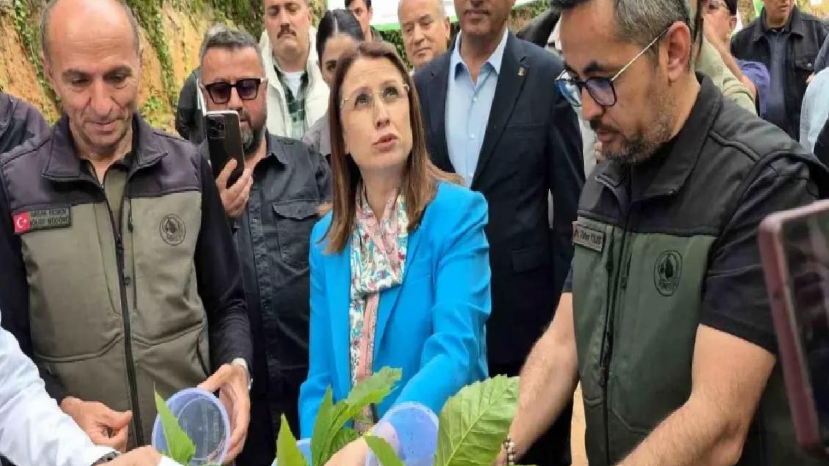 Bartın’da Gal Arısı ile Mücadele Başladı