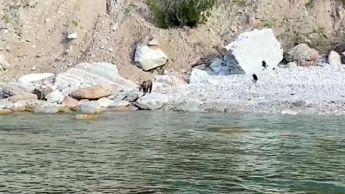 Bartın’da Yavru Ayı Sahile İndi, Vatandaşlara Uyarı Yapıldı