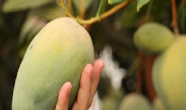 Başkan Böcek’ten avokado ve mango hasadı