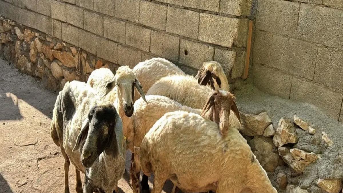 Başlıca Saldırı: 5 Koyun Telef Oldu