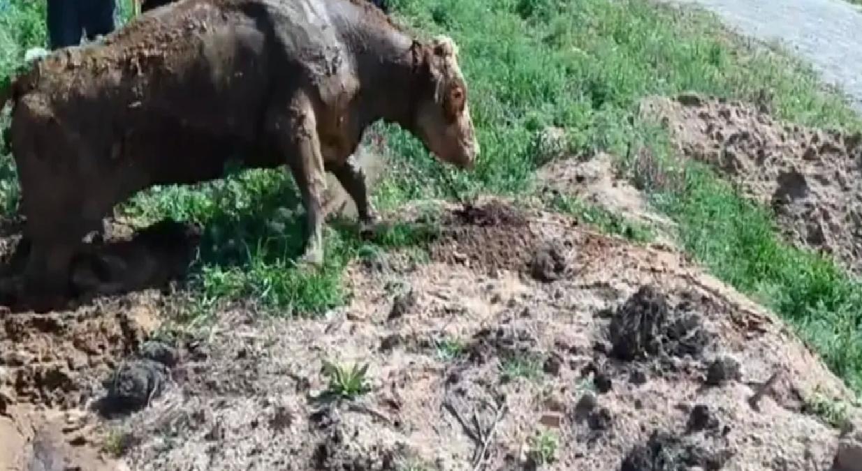 Bataklığa Batan İnek İtfaiye ile Kurtarıldı