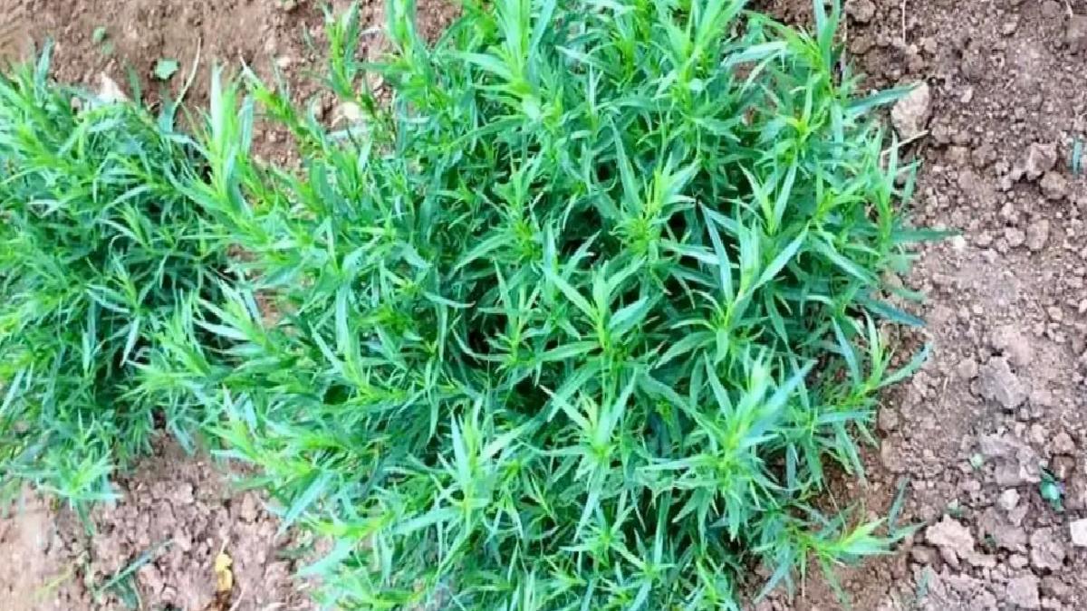 Bayburt Tarhunu Coğrafi İşaret Tescil Edildi