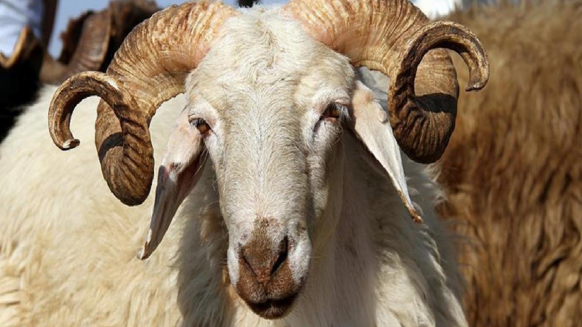 Bayramda kurbanlık küçükbaş arzında sıkıntı yok