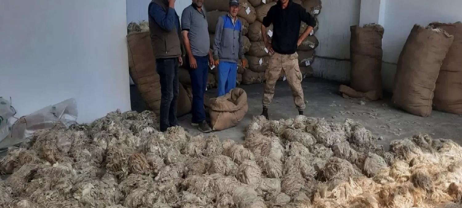 Beypazarı’nda Tiftik Alımı Başladı