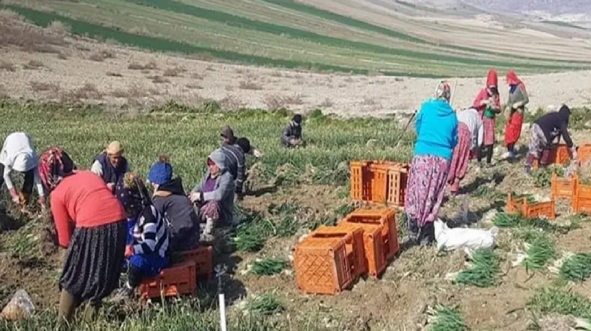 Beypazarı’nda Yeşil Soğan Hasadı Sürüyor