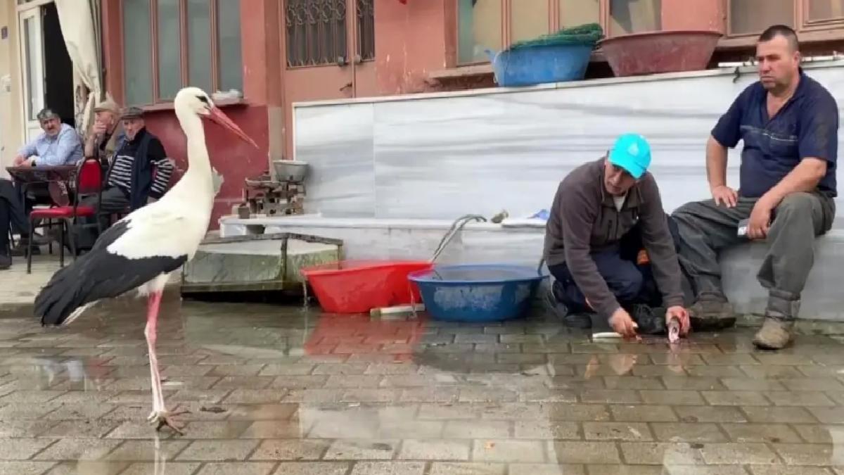 Bilal Leylek, Yuvada Yavrularıyla Sevinç Yarattı