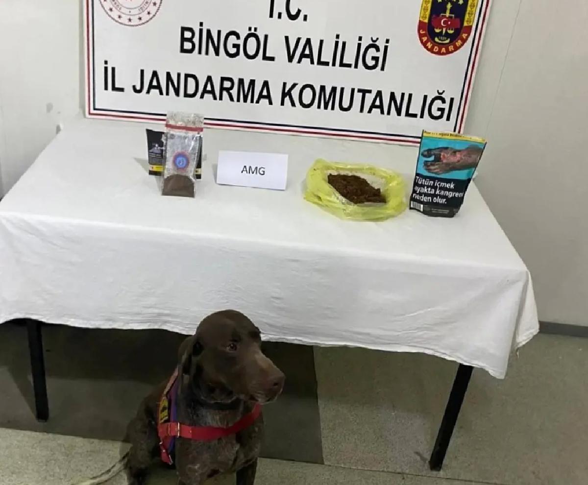 Bingöl’de Otobüste Bonzai Ele Geçirildi