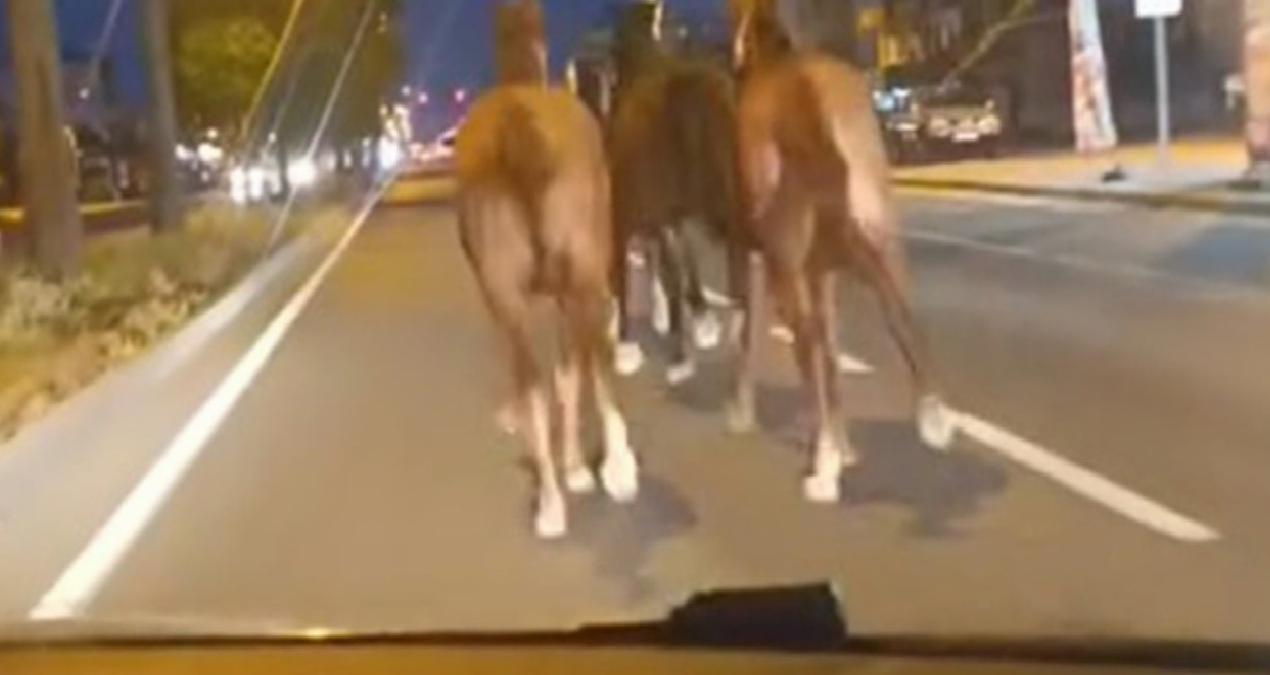 Bir dönem Türkiye’nin en zengin iş adamıydı, dün gece de çiftlikteki atları kaçtı