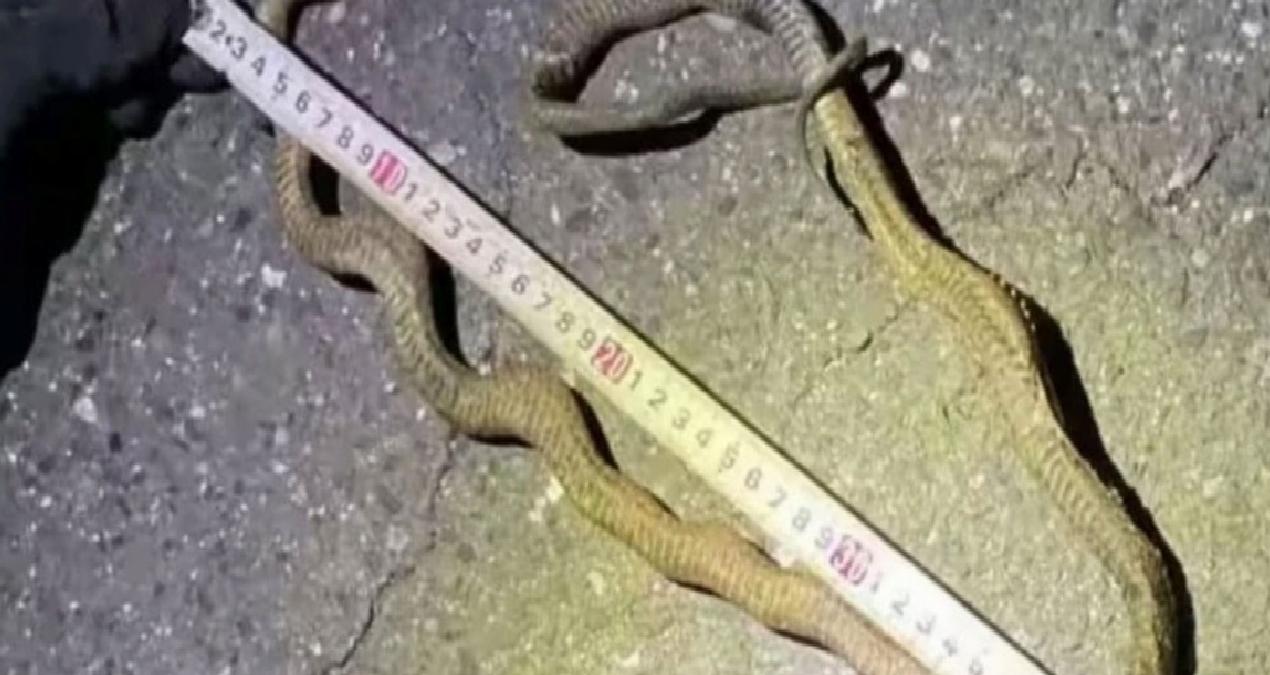 Bir metrelik yılan iki şehri birbirinden kopardı
