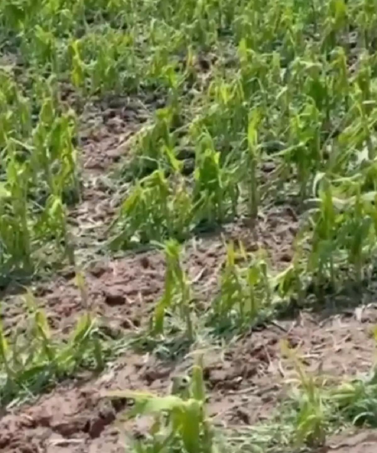 Bismil’de Dolu Tarım Arazilerine Zarar Verdi