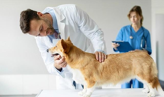 Boehringer Ingelheim’dan Veteriner Hekimlere Yönelik Araştırma