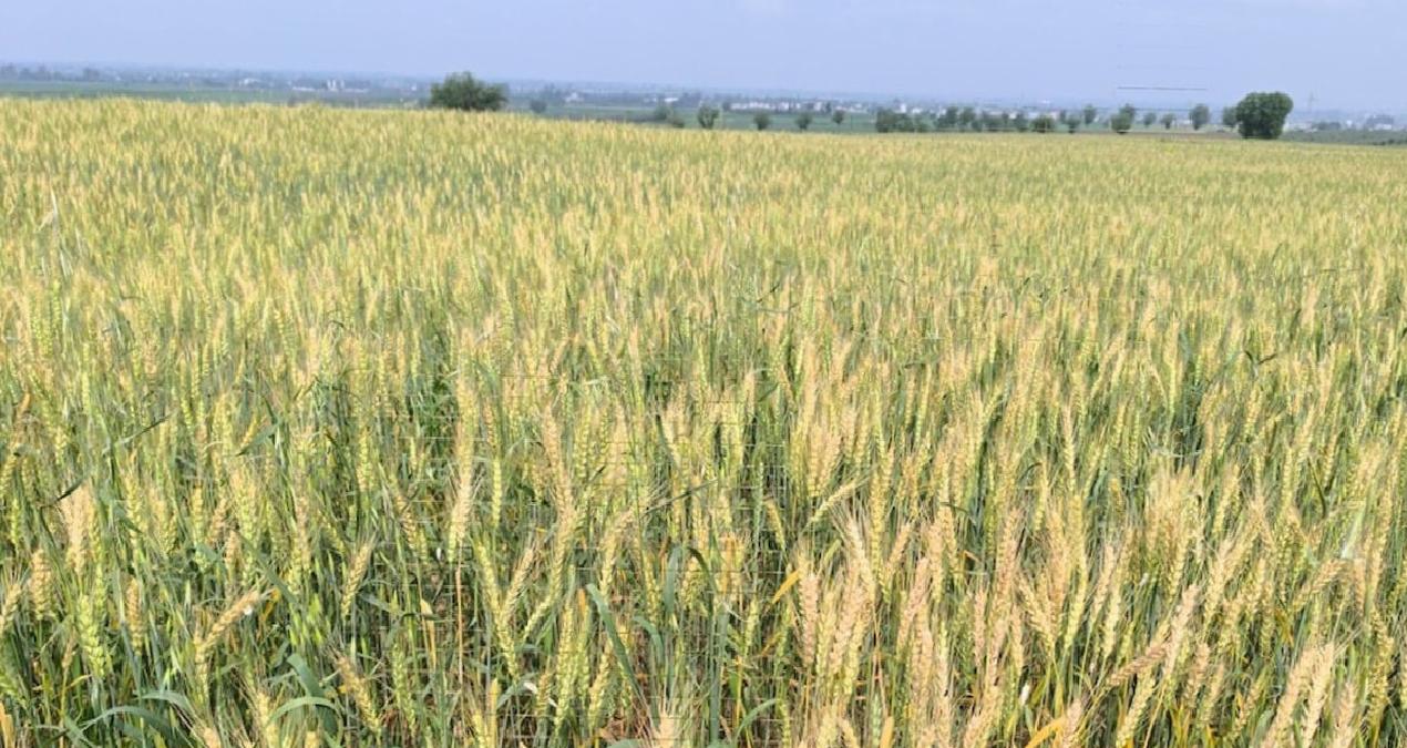 Buğday tarlalarını söken çiftçiler isyanda: ‘Köylünün hali harap’