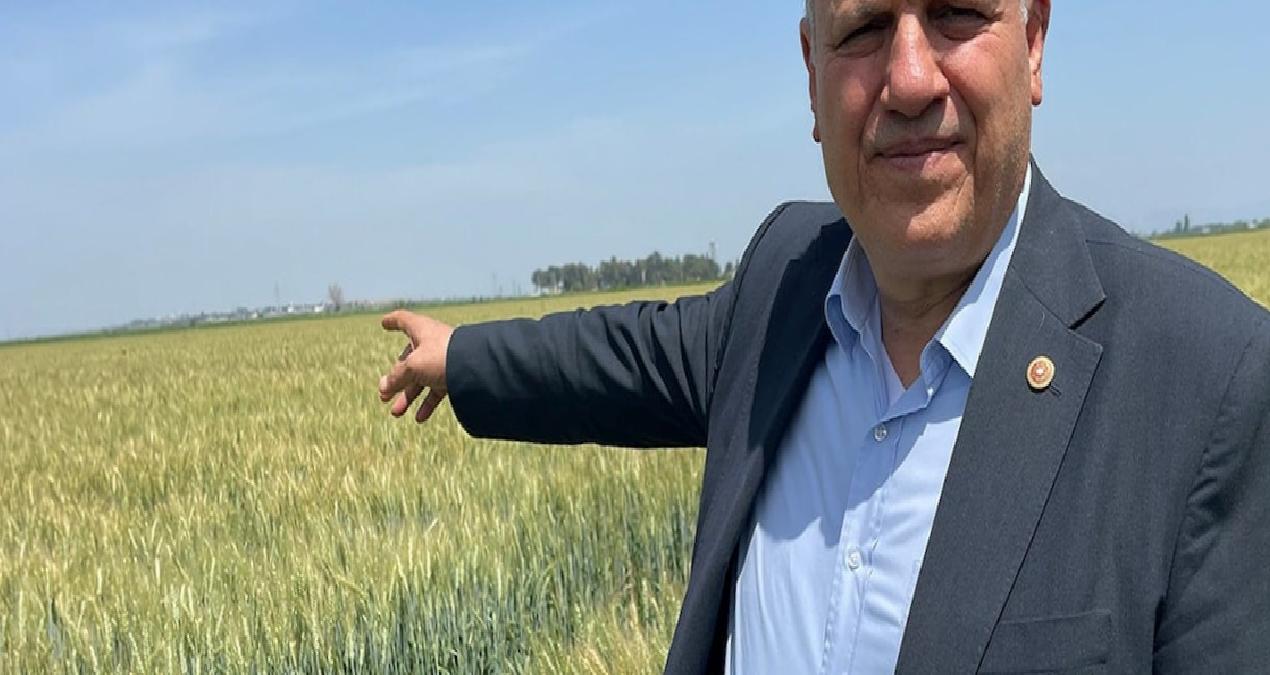 Buğday üretiminde korkutan kayıp