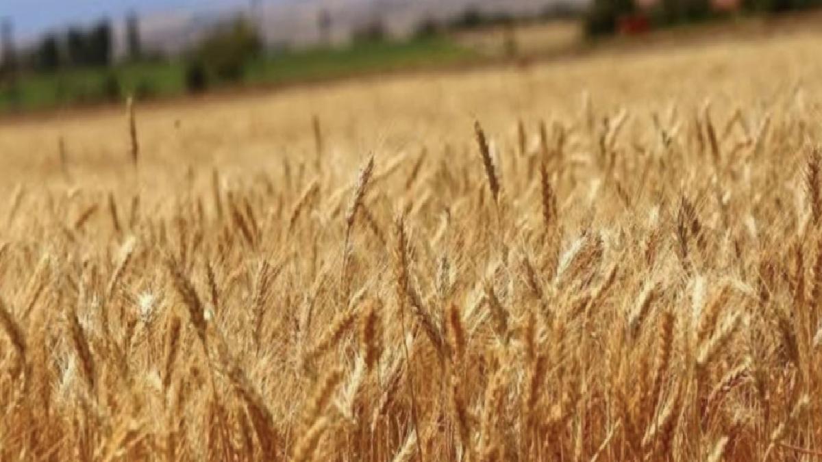 Buğdayda 19 milyon ton rekolte bekleniyor