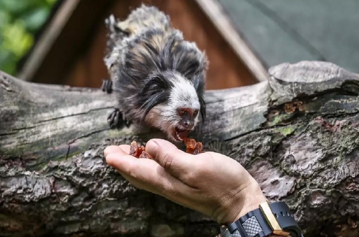 Bursa’da Beyaz Yüzlü Marmosetler Bakılıyor