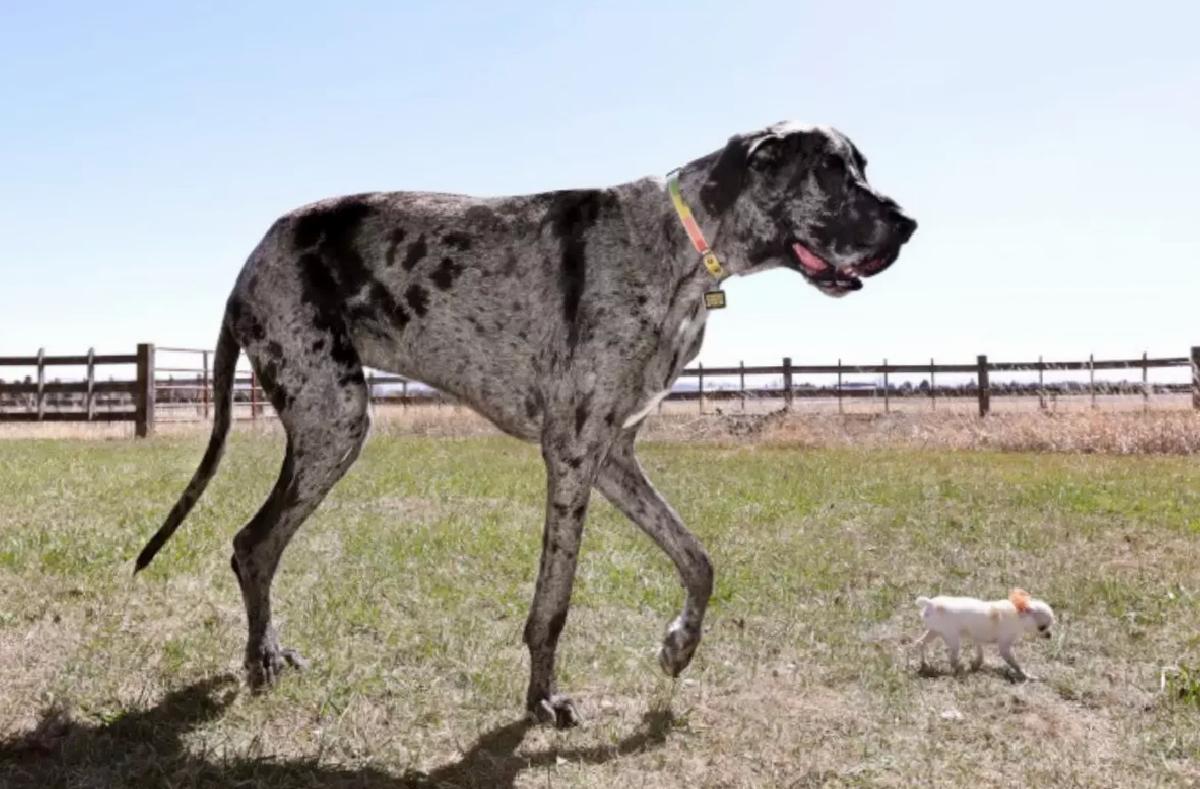 Büyük ve Küçük Köpekler Buluştu
