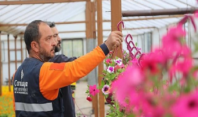 Çansera’nın Yazlık Çiçekleri Çankaya’yı Süsleyecek