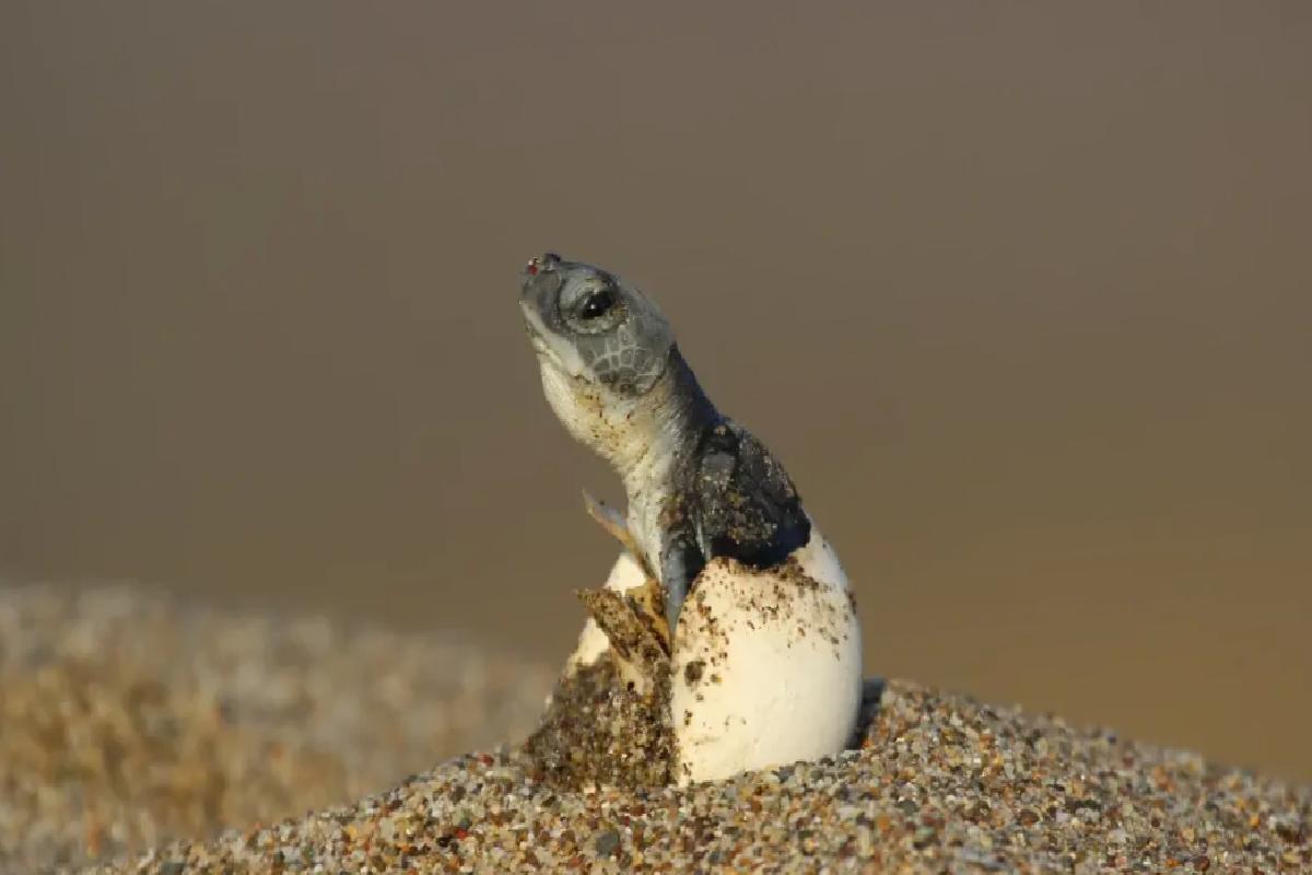 Caretta Caretta Yavruları Denize Kavuştu